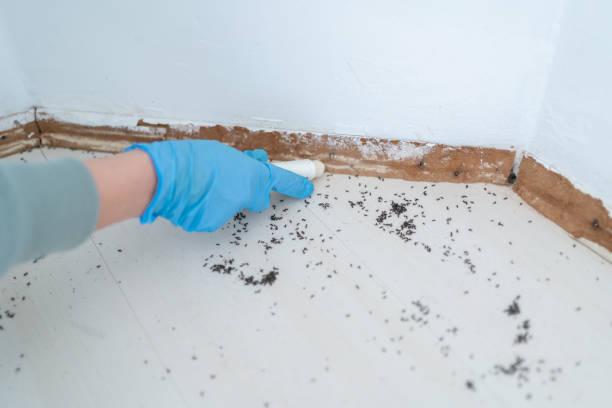 Best Pest Control Near Me in Fort Sumner, NM