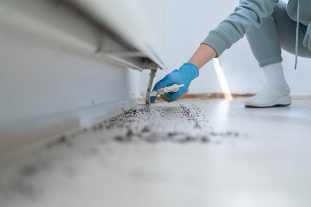 Best Wasp Removal Services  in Fort Sumner, NM